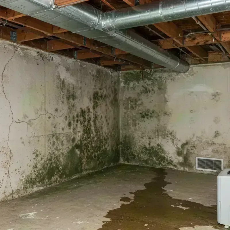 Professional Mold Removal in Yorkville, IL